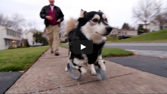 Figure 4: Derby the dog, running on 3D printed prosthetics. (YouTube video)