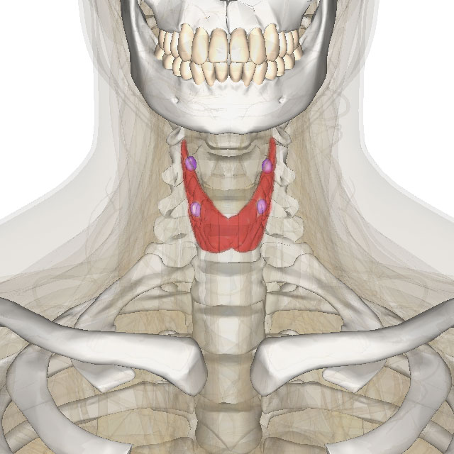 Figure 7: thyroid/parathyroid in color against skeleton and various organs.
