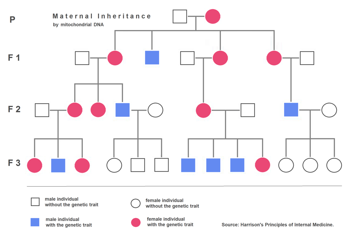 Maternal_inheritance.png