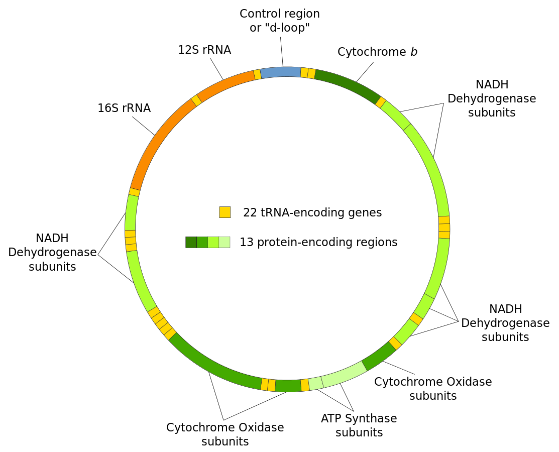 Mitochondrial_genome.png