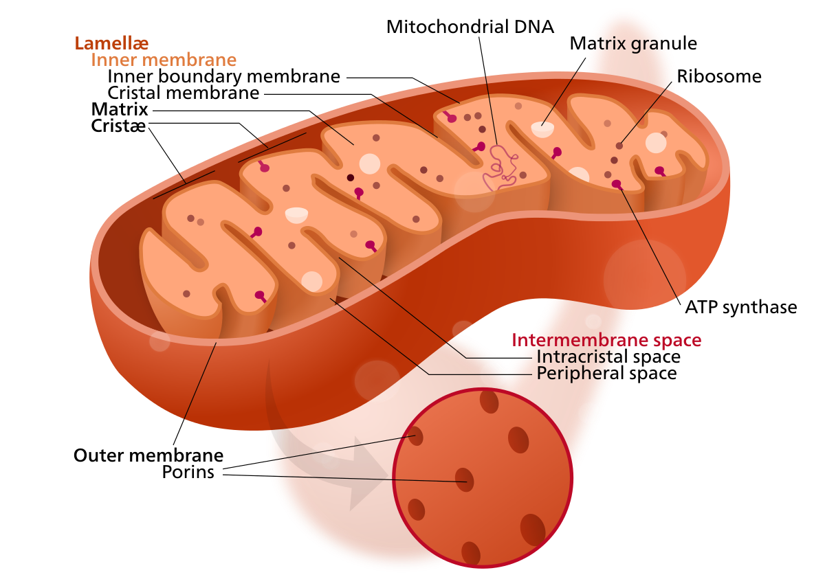 Mitochondrion_structure.png