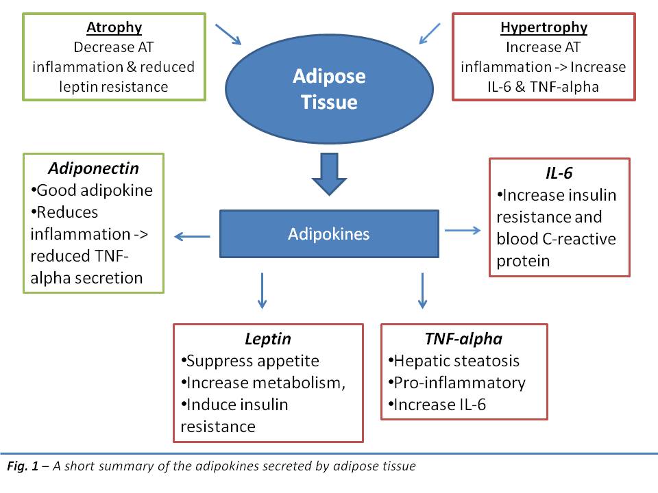 Adipokines1.jpg