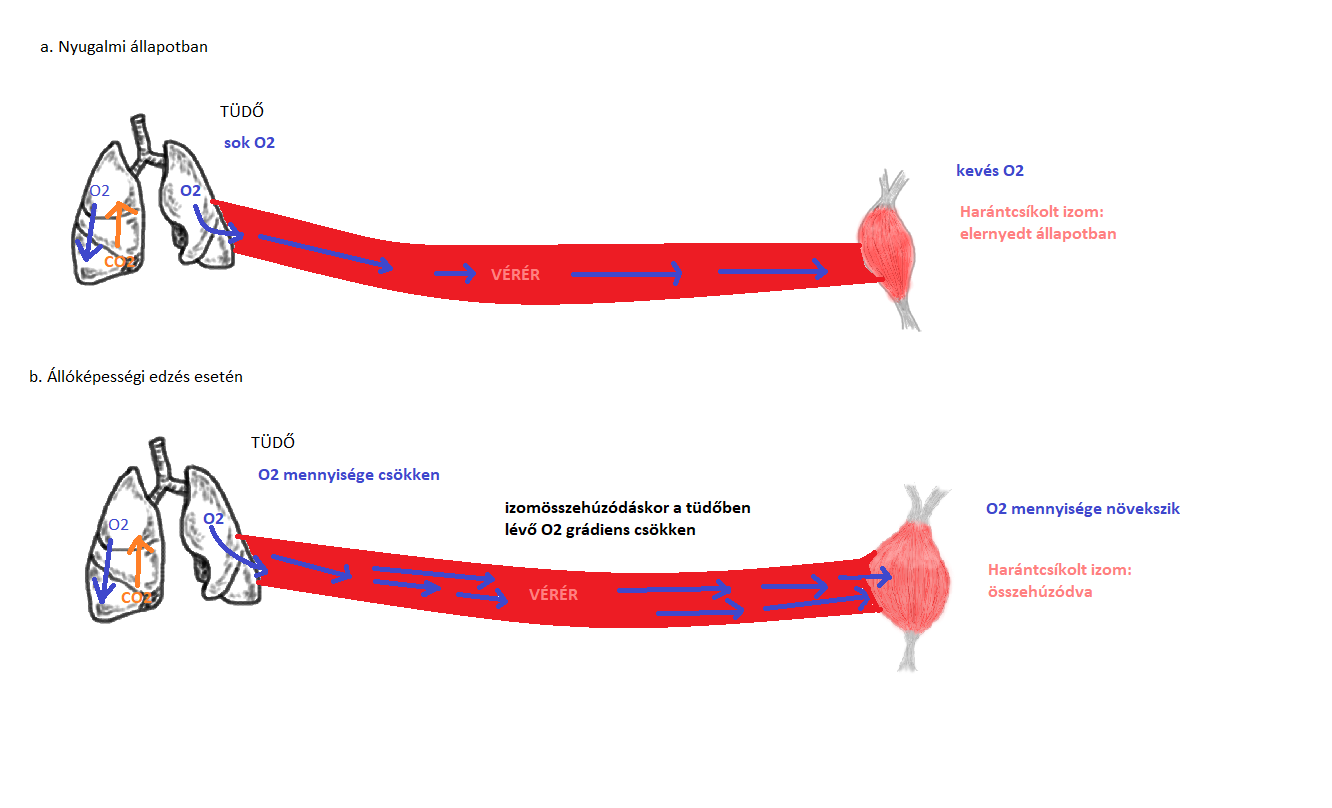 Az oxigén grádiens változása az állóképességi edzés során