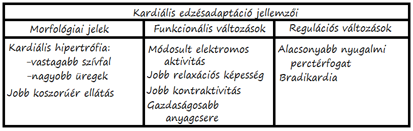 Kardiális edzésadaptáció jellemzői