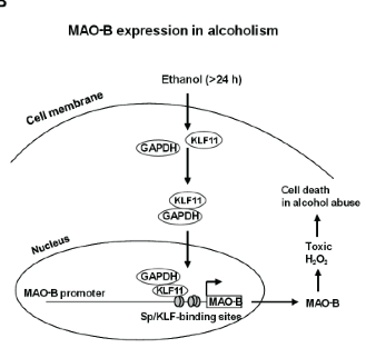 Figure 3. A representative structure of the transcriptional regulation of MAO-A gene expression  in alcohol-related disorders.