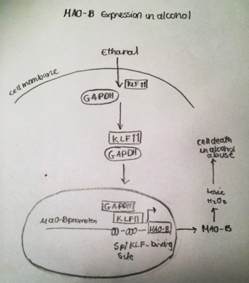 Figure 3. A representative structure of the transcriptional regulation of MAO-A gene expression  in alcohol-related disorders.