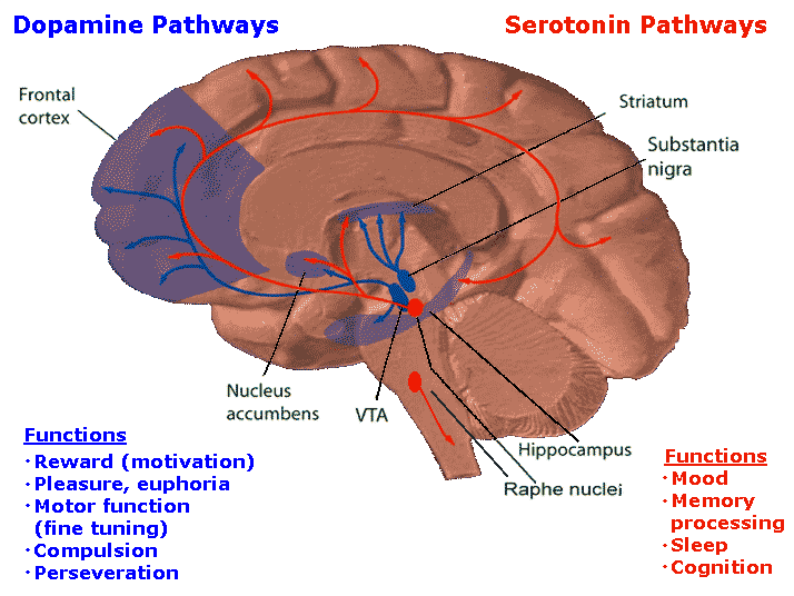 Dopamineseratonin.png