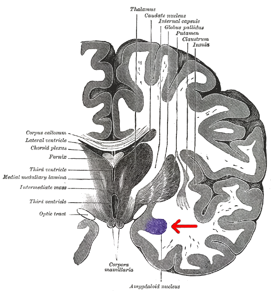 Gray_718-amygdala.png