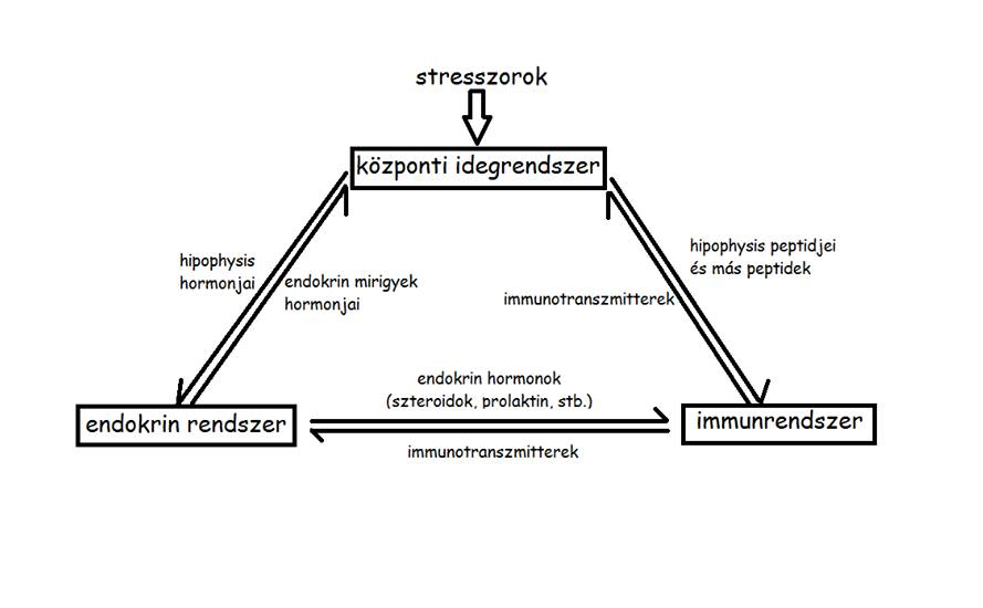 felugró szöveg