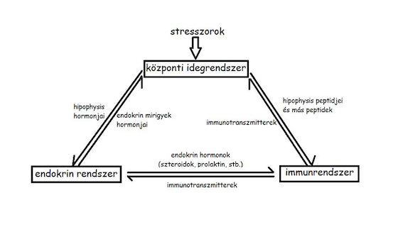 felugró szöveg