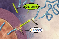 Az APP-ből enzimek béta-amiloidot hasítanak