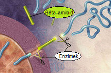 Az APP enzimes hasítása