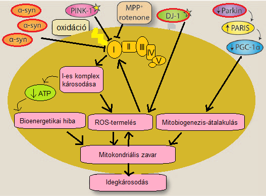 A mitokondriumra ható tényezők