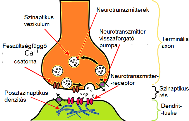 A neurotranszmitterek útja a szinapszisban