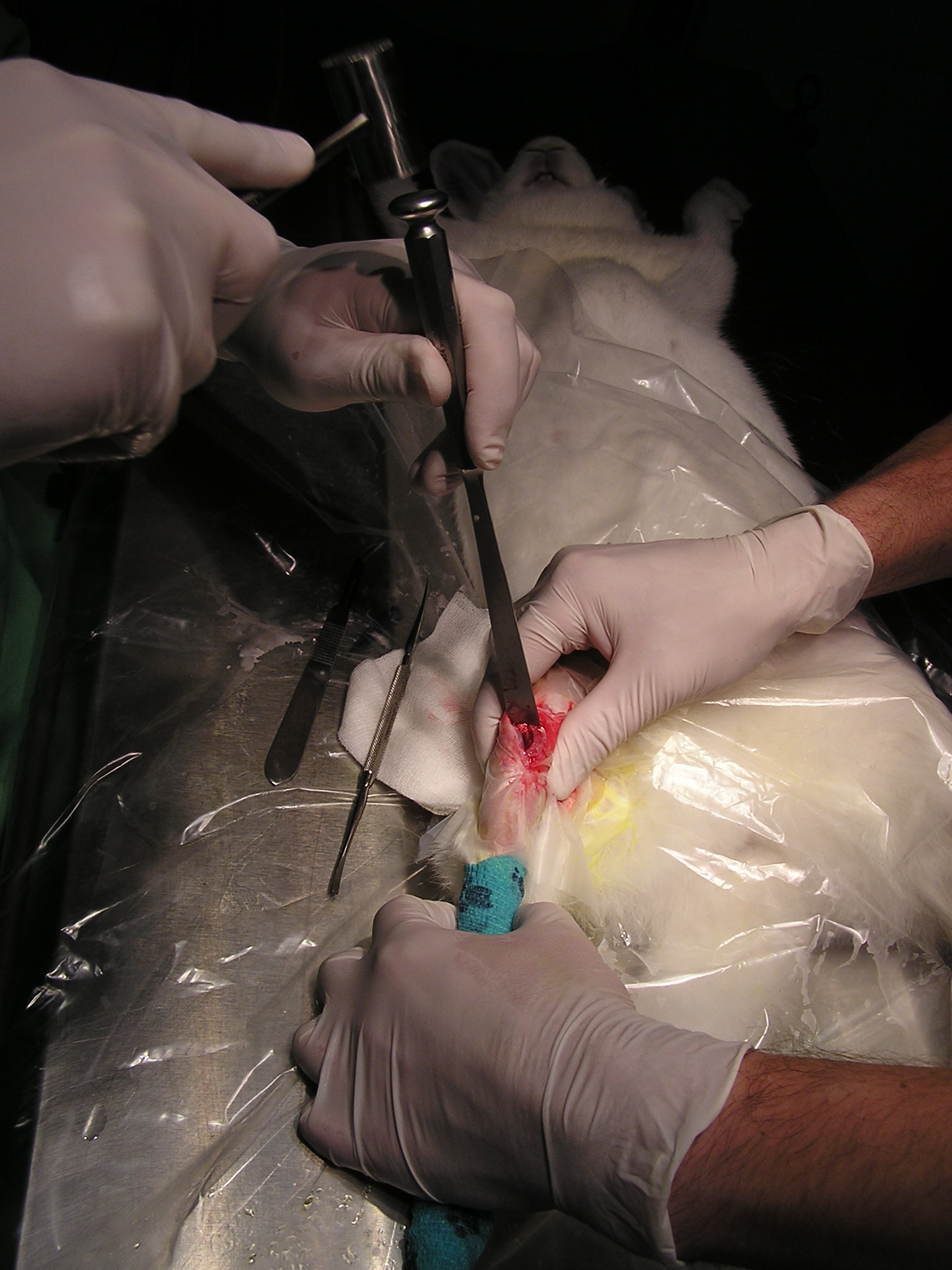 Csontgraft kísérlet nyúlon - a kép a Miskolci Állatkórházban készült