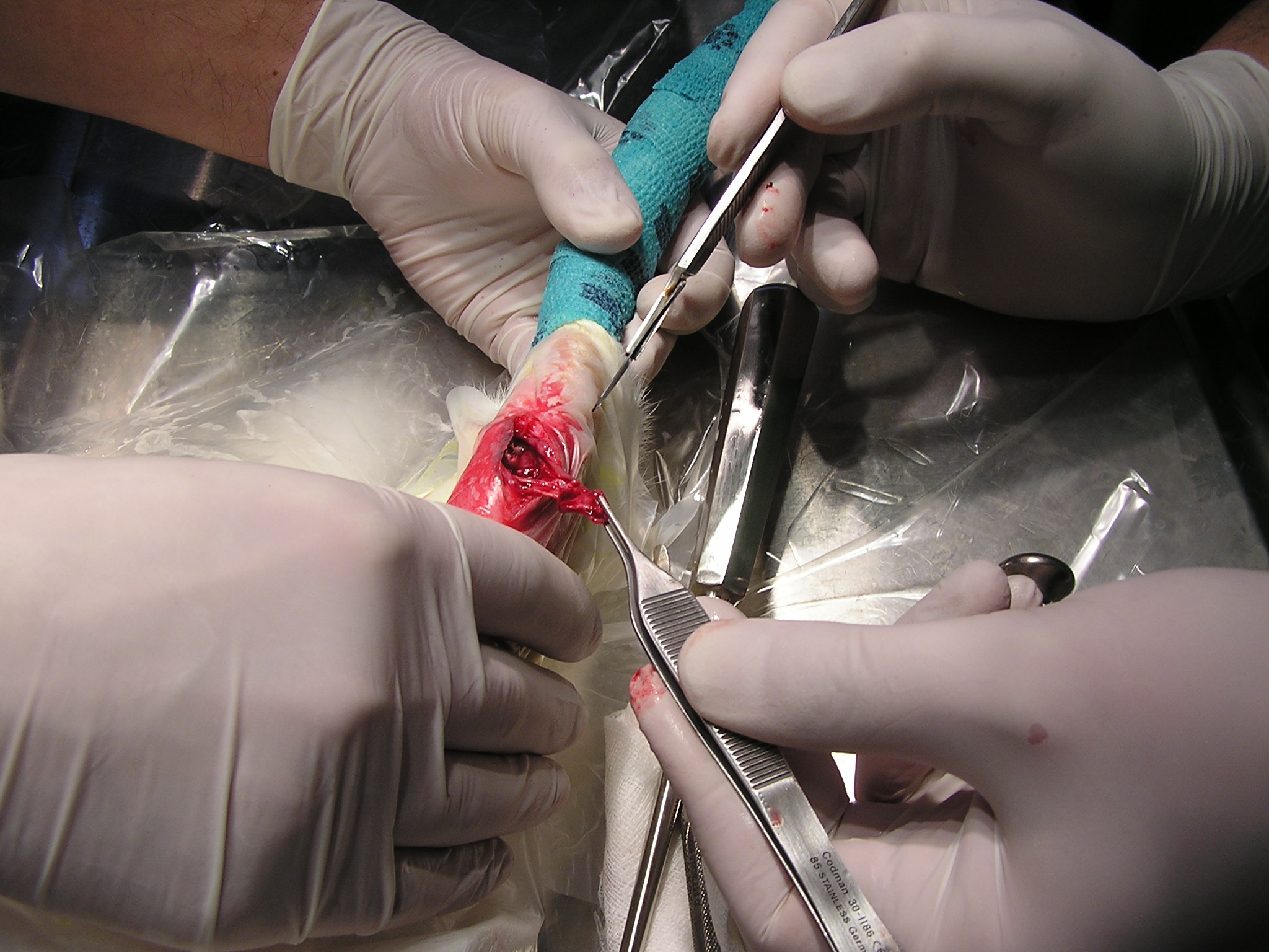 Csontgraft kísérlet nyúlon - a kép a Miskolci Állatkórházban készült