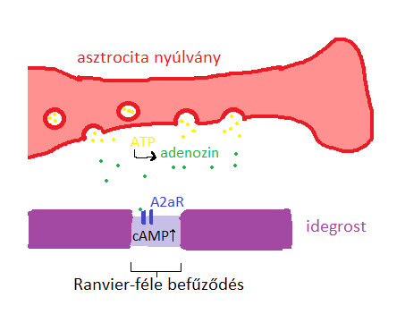 http://www.wiki.vetphysiol.hu/Asztroglia_memoria?action=AttachFile&do=get&target=Ranvier.png