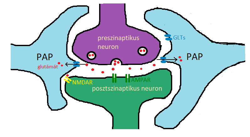 http://www.wiki.vetphysiol.hu/Asztroglia_memoria?action=AttachFile&do=get&target=glutamerg.png