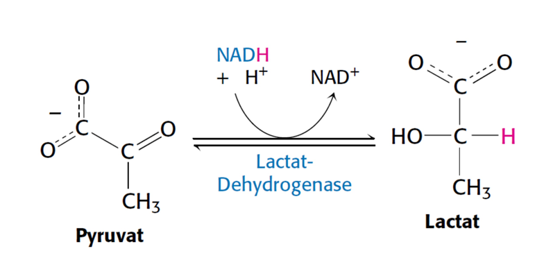 Abb. 3 Laktat Dehydrogenase (Stryer Biochemie)