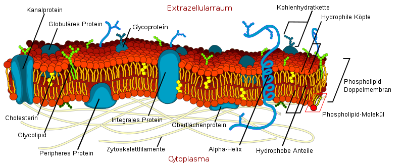 Zellmembranstruktur
