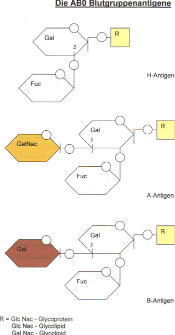 ABO-Blutgruppenantigene