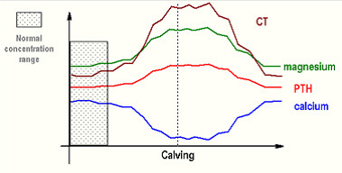 calcium regulation.png