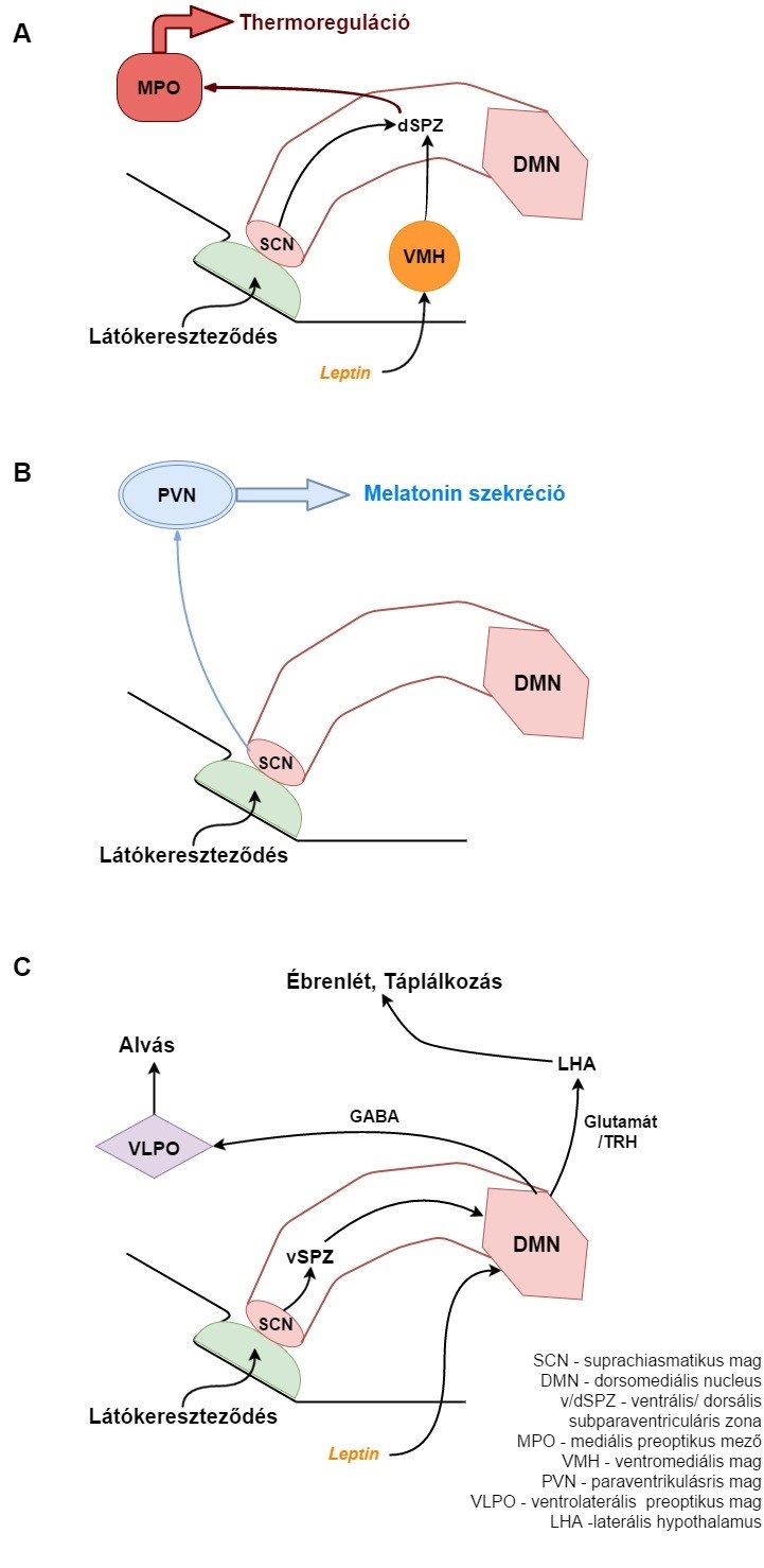Az SCN intrahipothalamikus kapcsolatai