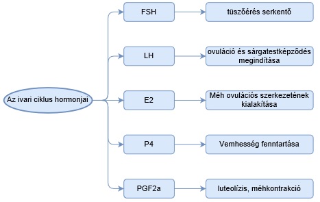 Rövidítések: FSH: folliculus stimuláló hormon, LH: luteinizáló hormon, E2: ösztrogén, P4: progeszteron, PGF2a: prosztaglandin F2 alfa
