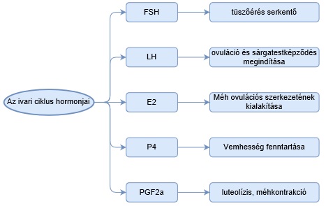 felugró szöveg