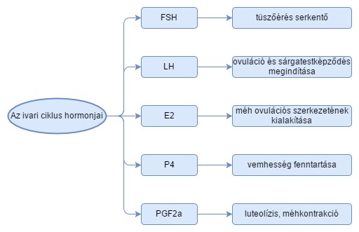 A cirkadián ritmus által integrált szekrétumok és szaporodásbiológiai hatásaik.