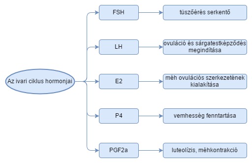 A cirkadián ritmus által integrált szekrétumok és szaporodásbiológiai hatásaik.