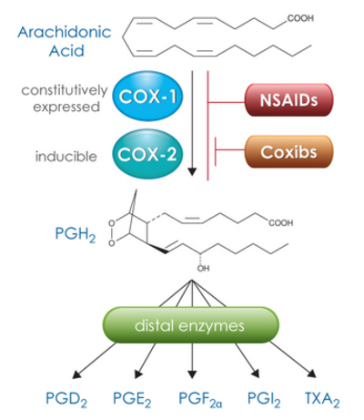 isoforms