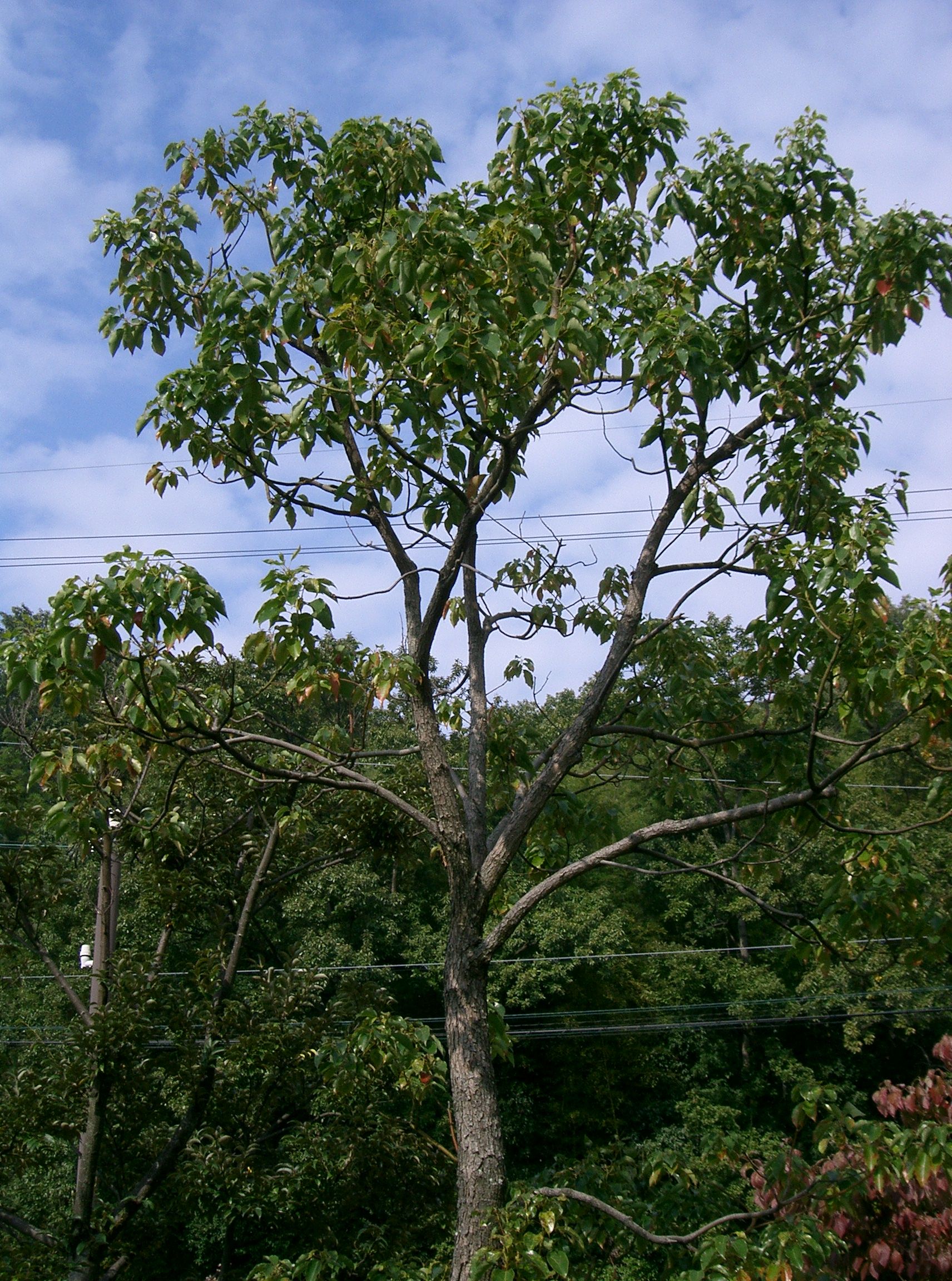 Camphor Tree