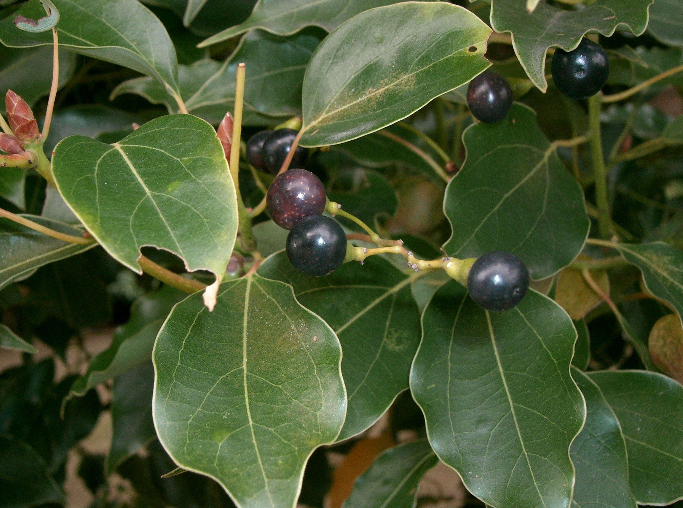 Fruit and Leaves
