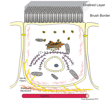 Cell_enterocyte.png