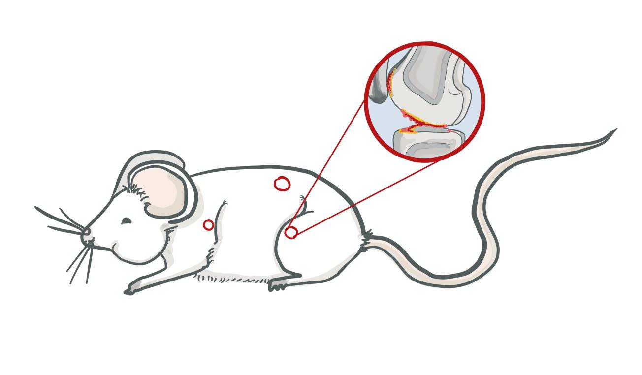 Fatmouse.jpg