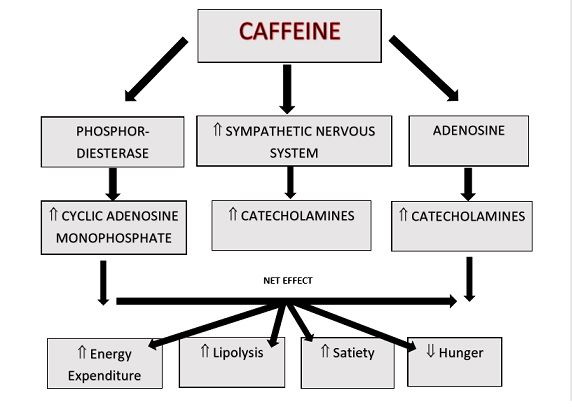 Diagram.jpg