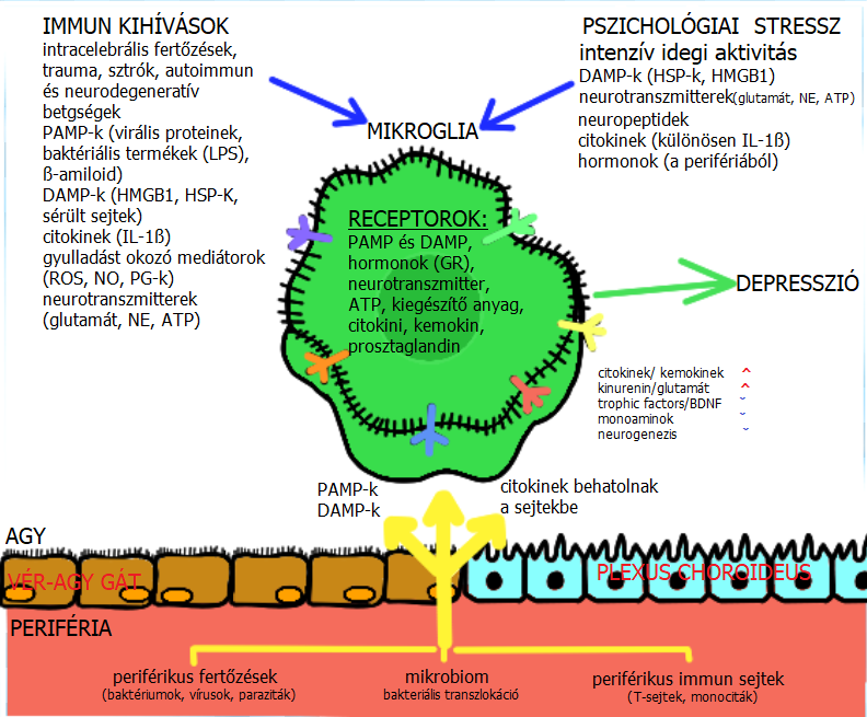 mikroglia.png