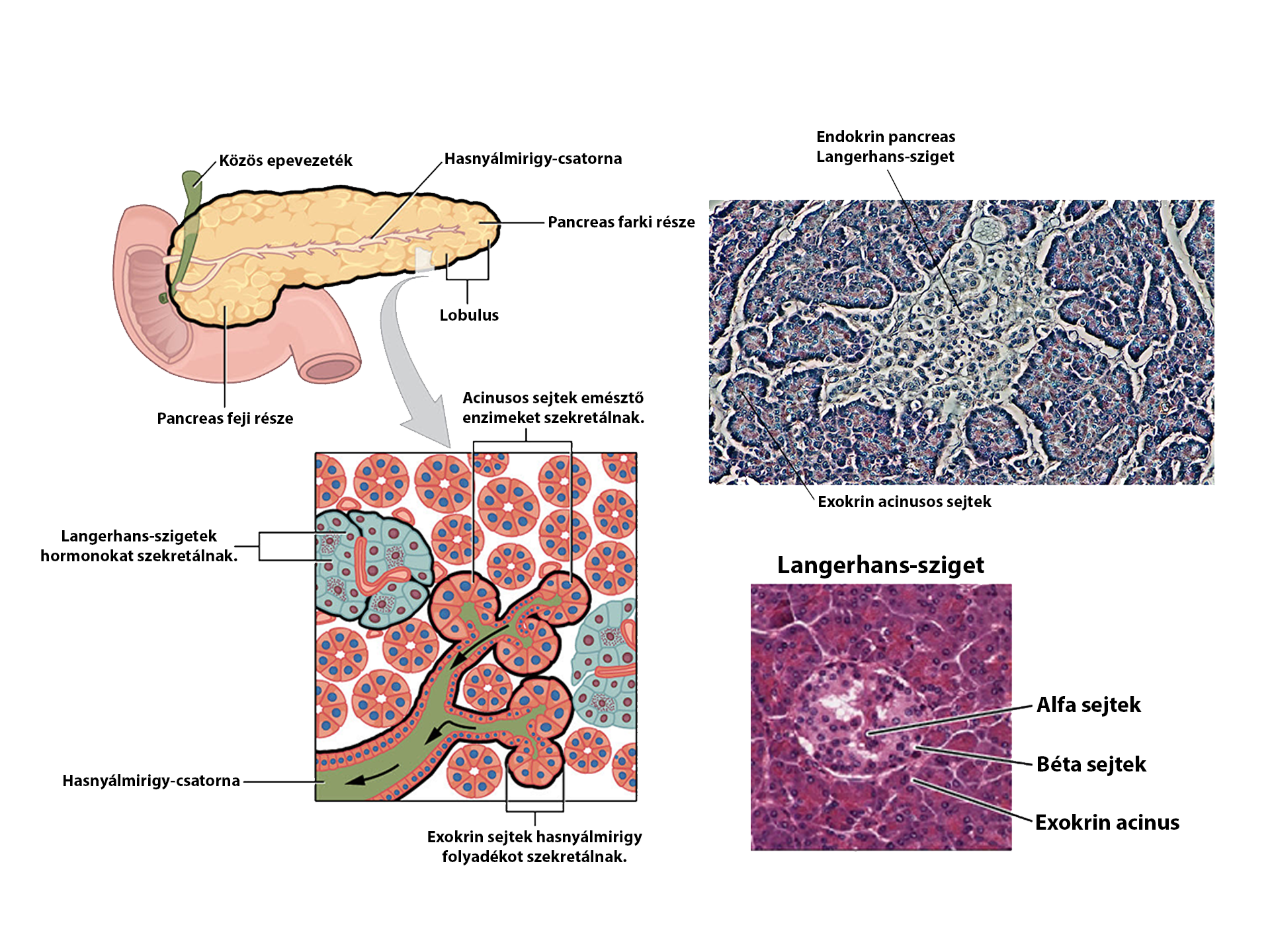 pancreas.png