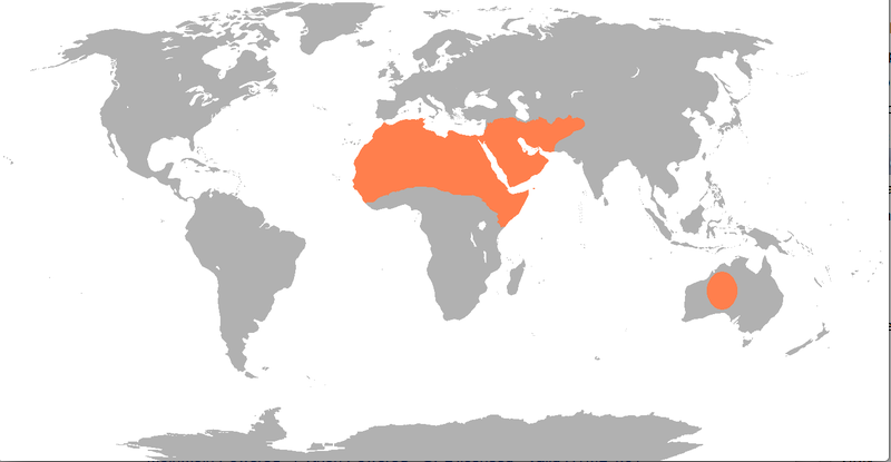 Dromedary geographical location.jpg