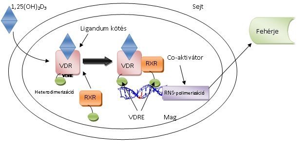 VDR-hatás