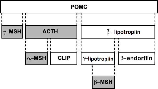 POMC2.png