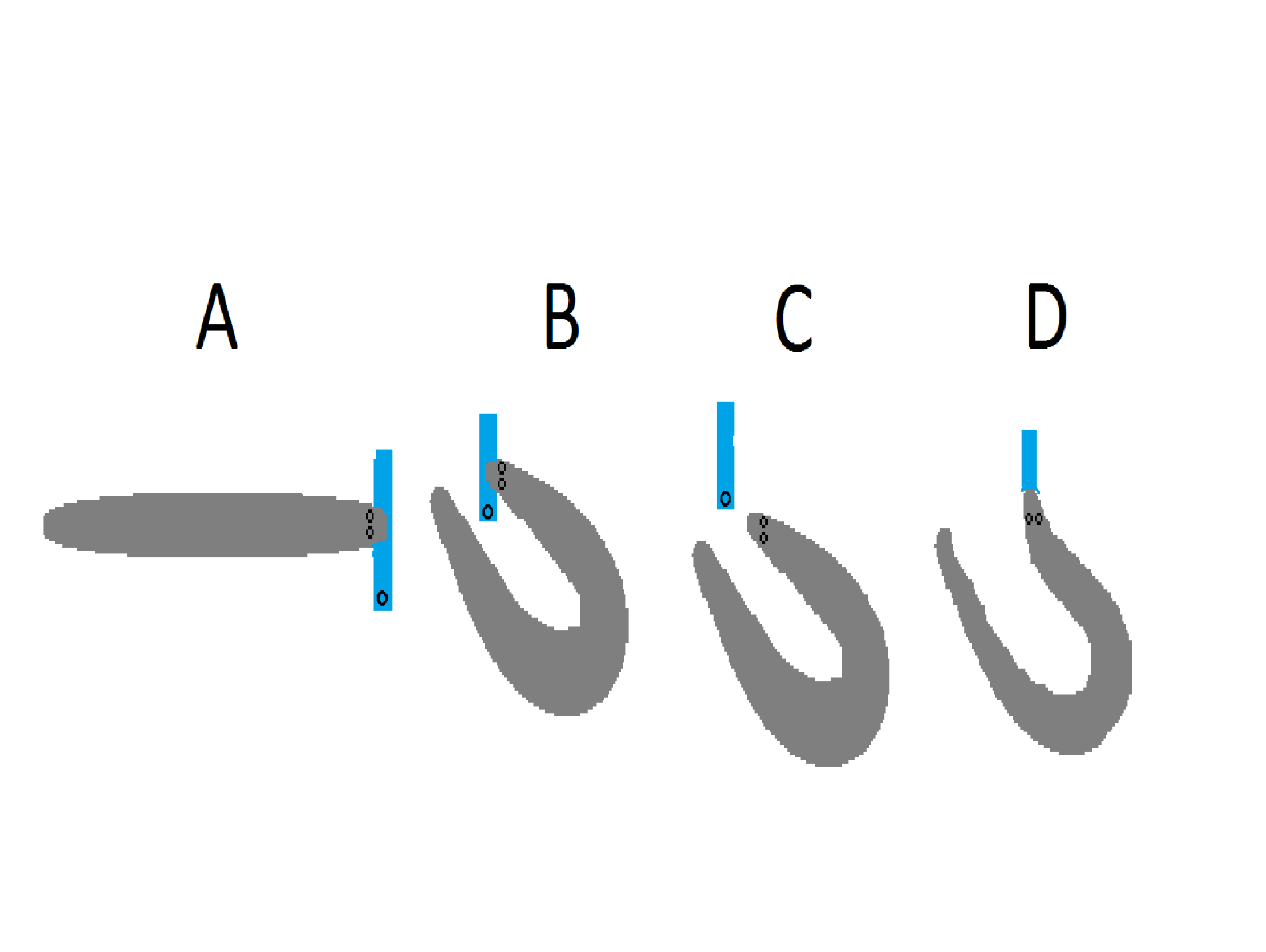 electric eel curling behaviour.png