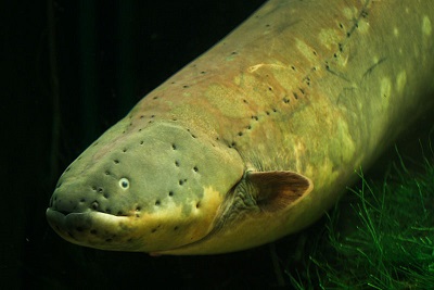 electric eel use.jpg