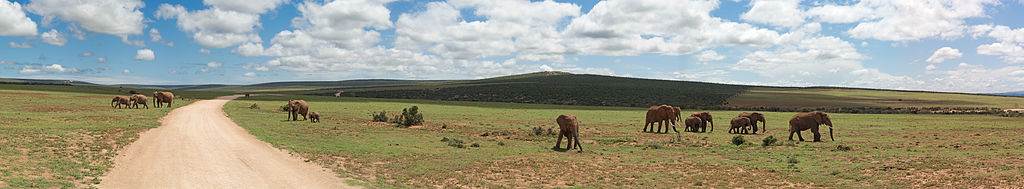 1024px-Addo_Elefants_Panorama.jpg