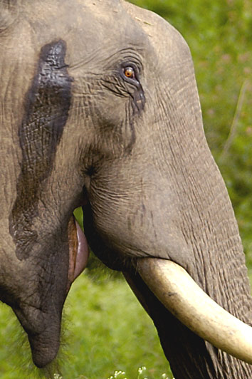 2005-tusker-musth-crop.jpg