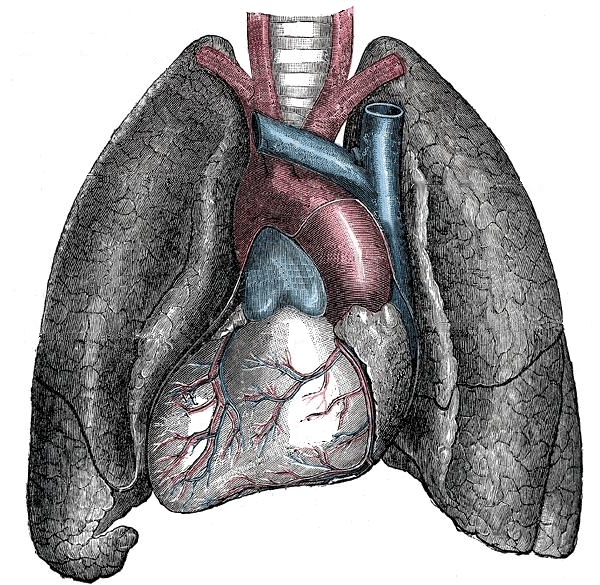 Situs Inversus