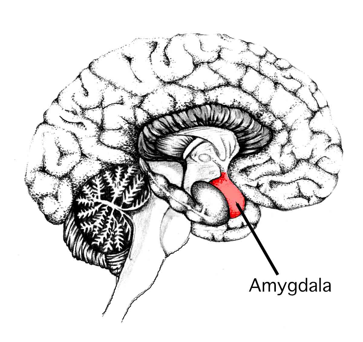 Amygdala.jpg