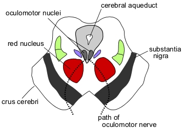 midbrain.png