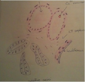 Normal breast epithelium, Mammary gland